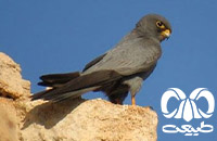 گونه شاهین دودی Sooty Falcon